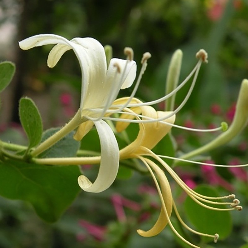 金银花茶 散装去清火茶叶 罐装金银花红枸杞菊花茶组合花茶水果茶图4