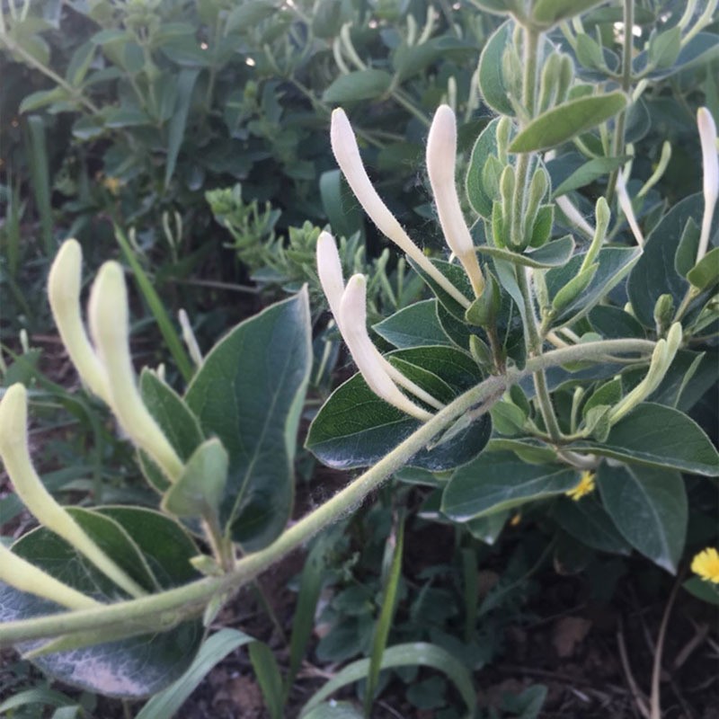 金银花茶 散装去清火茶叶 罐装金银花红枸杞菊花茶组合花茶水果茶图3