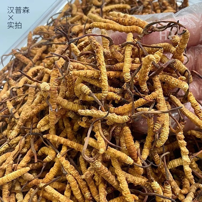 冬虫夏草 冻干虫草 足干饱满金黄 无瘪草产地货源 招代理一件代发图3