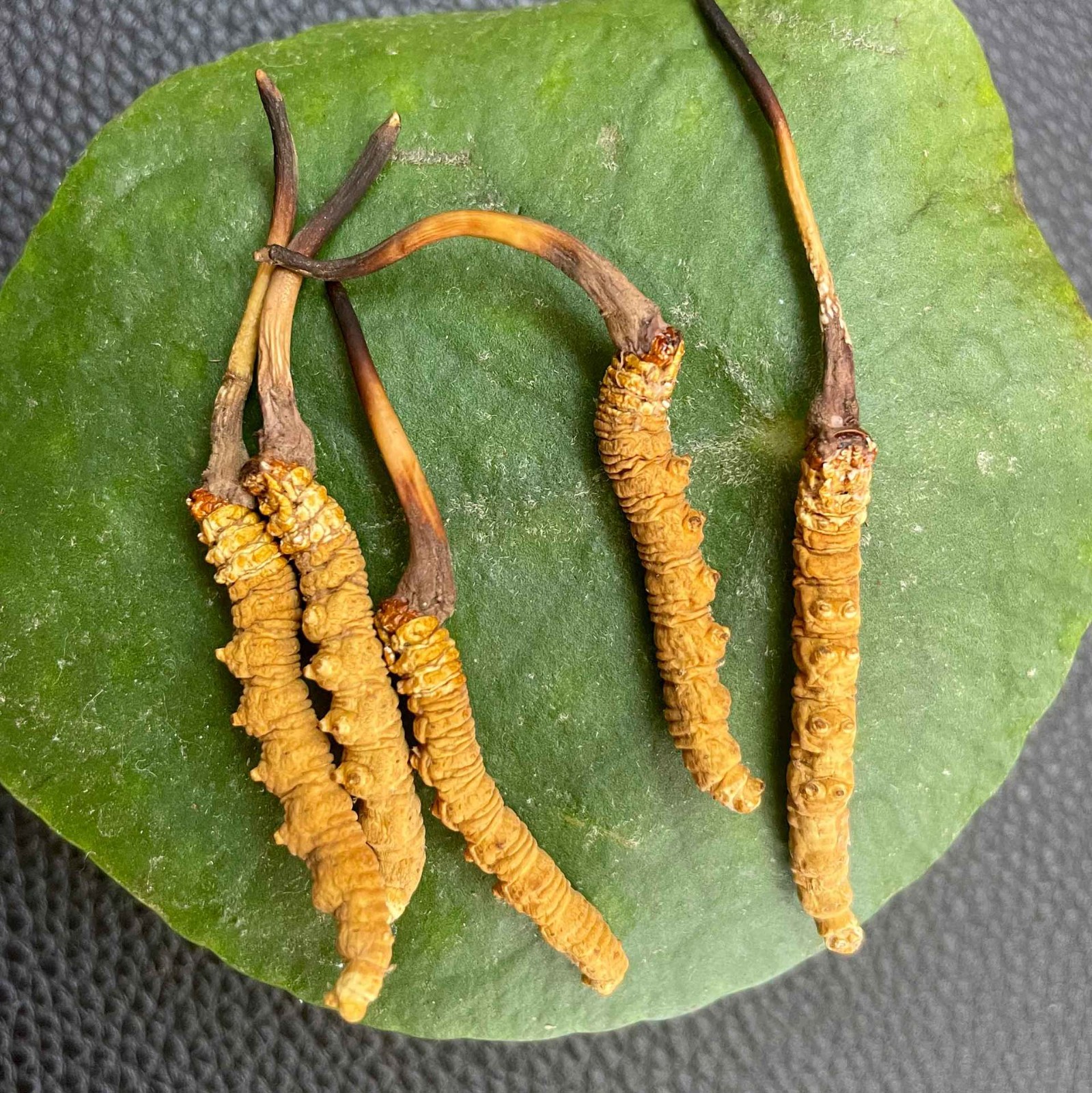 西藏那曲冬虫草青海玉树草原生野冬虫夏草产地批发虫草一件代发图4