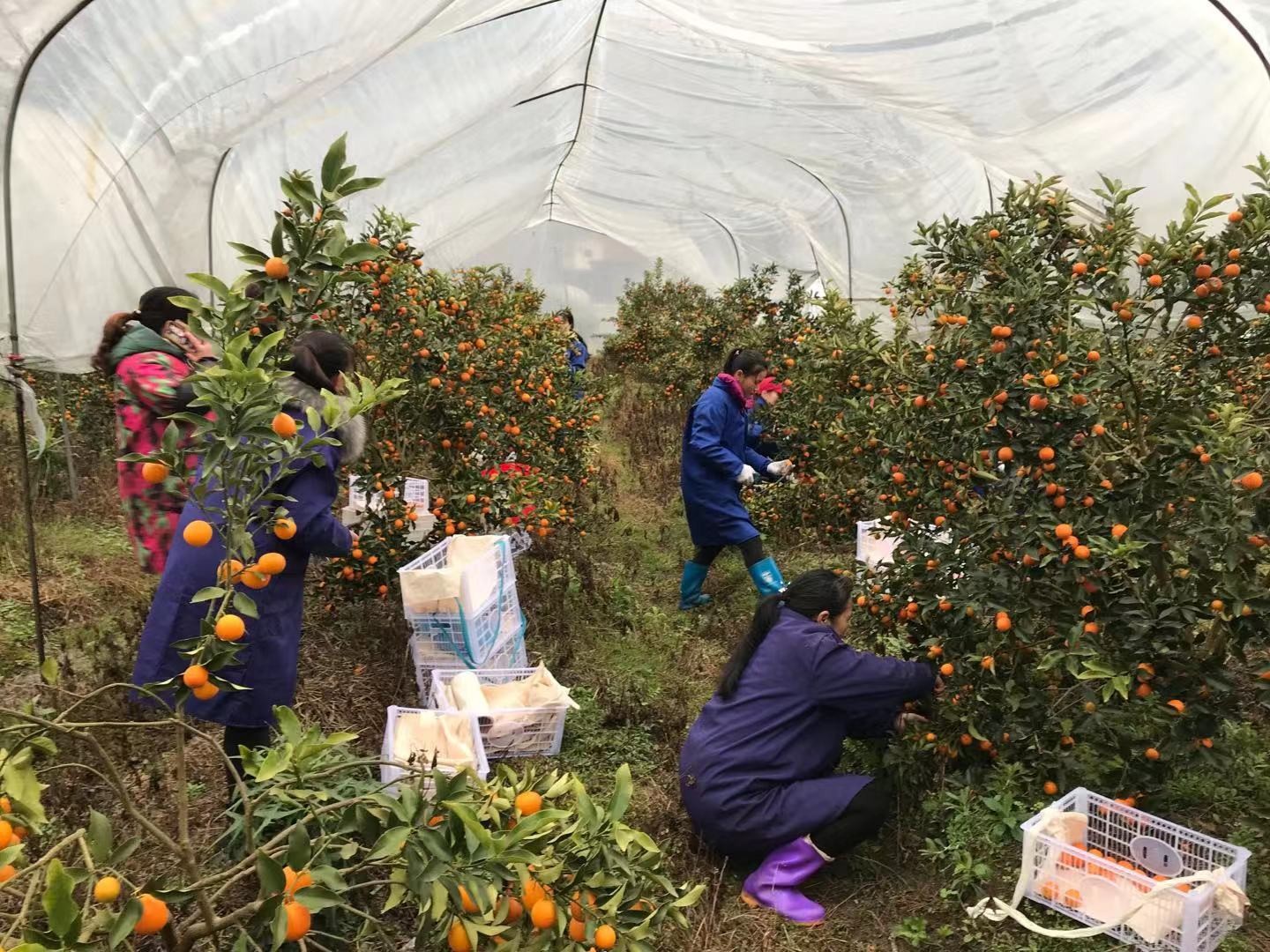 药食同源水果 遂川 高山高树金桔4斤/盒 2盒包邮图3