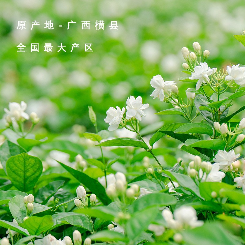 周顺来茉莉花干 干花散装 横县源头厂家 茉莉雪球 5月中旬上新花图4