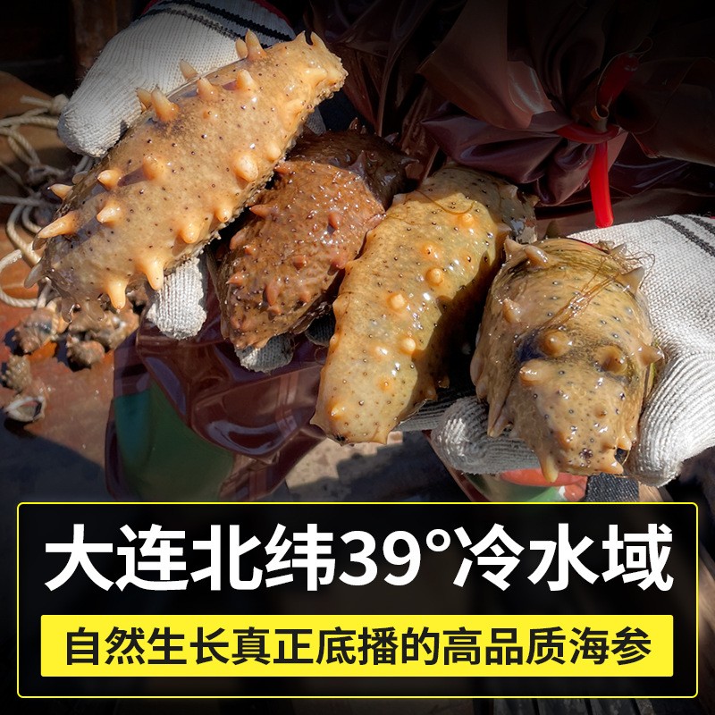 【源头直供】大连淡干海参干货批发非即食海参深海刺参可一件代发图4