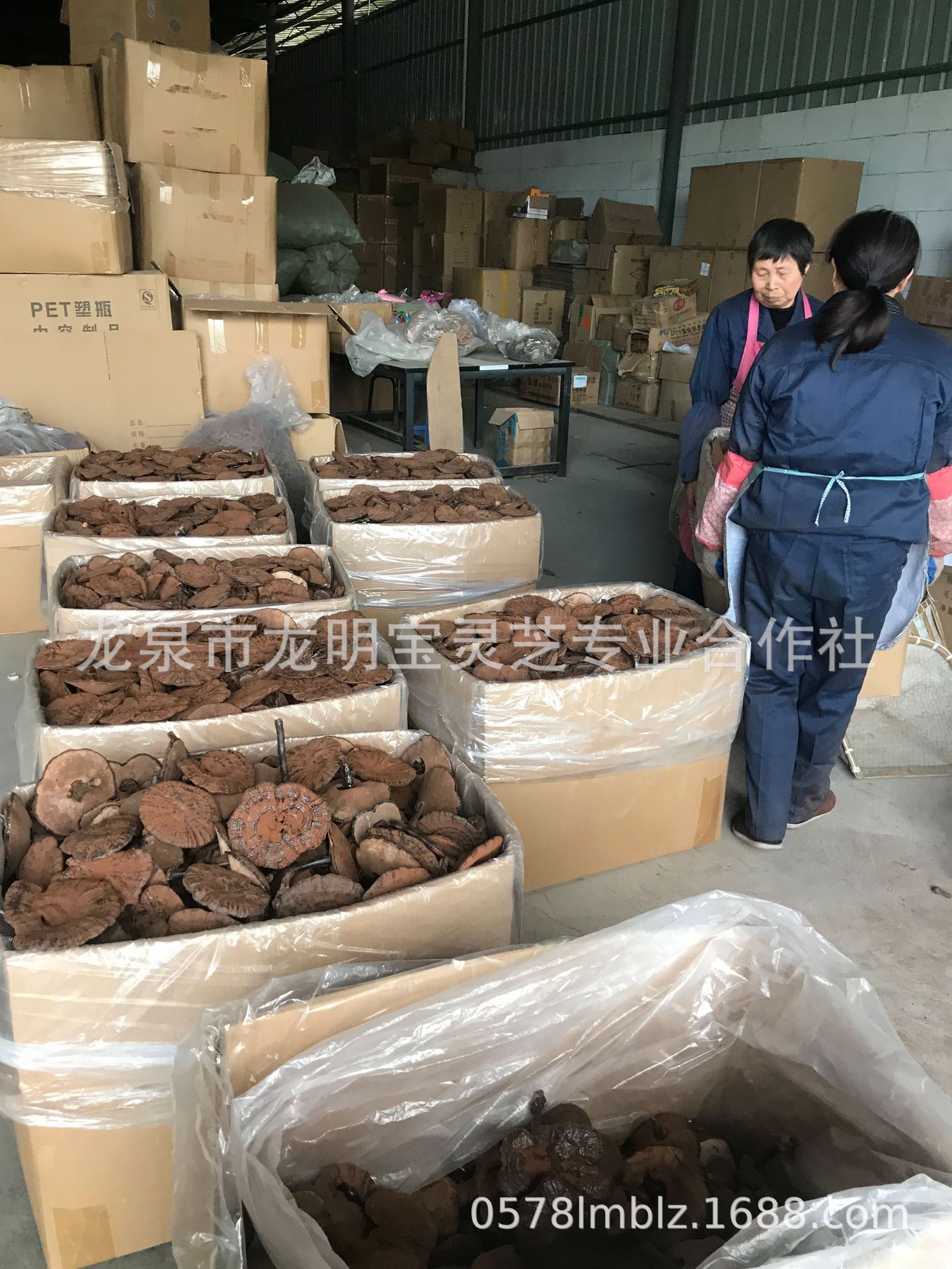 林下仿野生段木栽培黑灵芝紫灵芝整枝产地供货切片带粉500克林芝图2